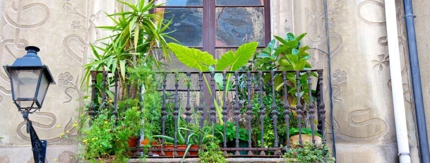 So gedeiht auch Dein Balkon-Gemüsegarten