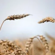 Dinkel: Die gesunde Alternative zu Weizen