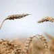 Dinkel: Die gesunde Alternative zu Weizen