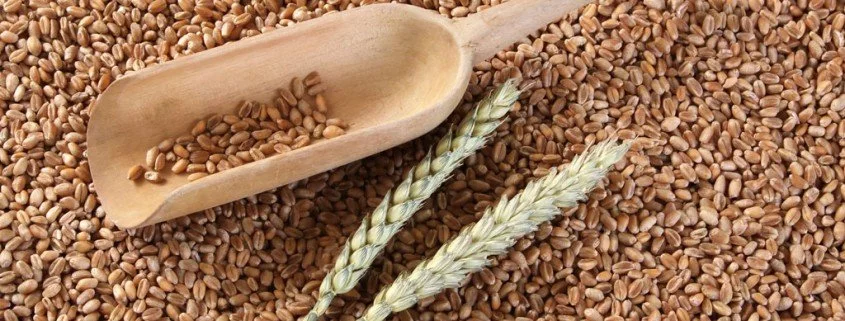 Das Genom des Weizens