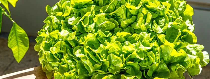 Was Du über Gewächshaus-Salat wissen solltest