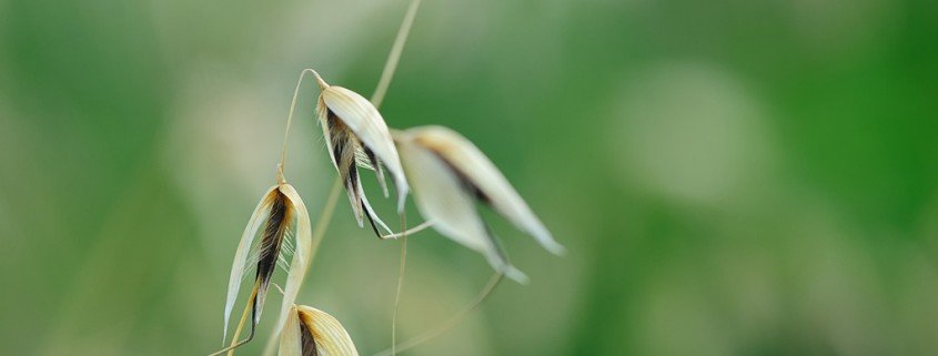 Grüner Hafertee - ein Naturheilmittel