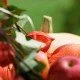 Pflanzenschutz im heimischen Gemüsegarten