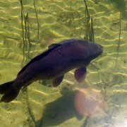 Sommerdürre hat Auswirkungen auf Karpfensaison Sommerdürre hat Auswirkungen auf Karpfensaison