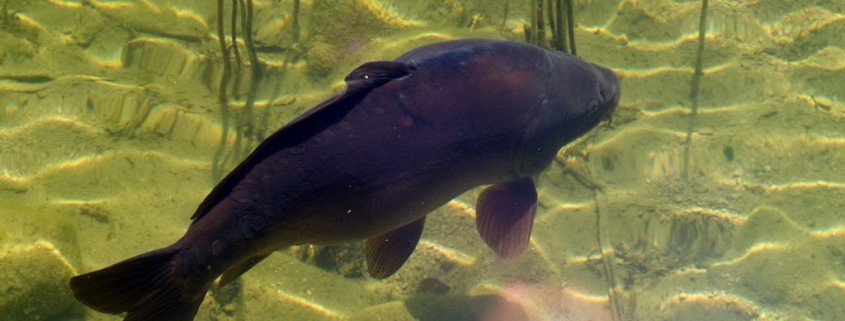 Sommerdürre hat Auswirkungen auf Karpfensaison