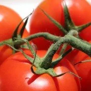 Tomate – Eine Weltwirtschaftspflanze
