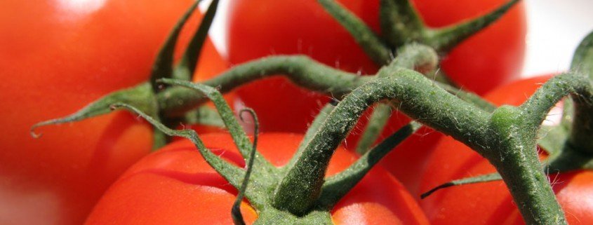 Tomate – Eine Weltwirtschaftspflanze