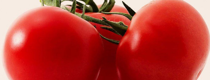 Die meisten Tomaten im Handel kommen aus Gewächshäusern
