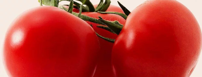 Die meisten Tomaten im Handel kommen aus Gewächshäusern