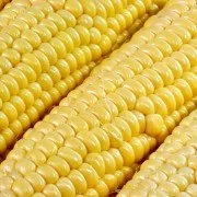 Volle Kraft im kleinen Korn – Mais