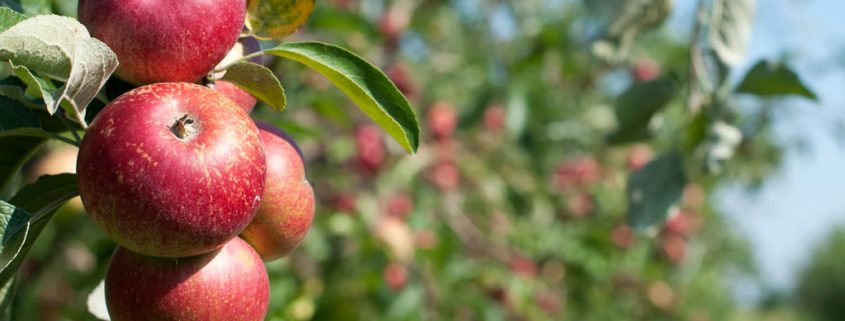 Warum der Apfel Konkurrenz bekommt