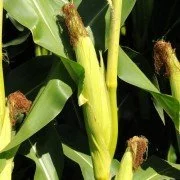 Xylit - die gesunde Süsse aus Birkenrinde und Maiskolben