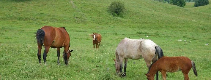 Das Paradoxon des Pferdefleischskandals