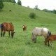 Das Paradoxon des Pferdefleischskandals
