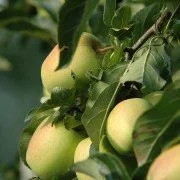 Der Apfelanbau in Deutschland, seine Tradition und die verschiedenen Anbaugebiete