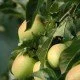Der Apfelanbau in Deutschland, seine Tradition und die verschiedenen Anbaugebiete