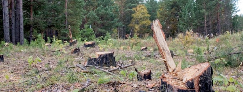 Die Kehrseite der Biolandwirtschaft