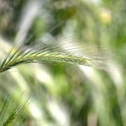 Die durchgestrichene Ähre bietet Sicherheit