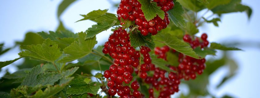 Guarana macht müde Menschen munter