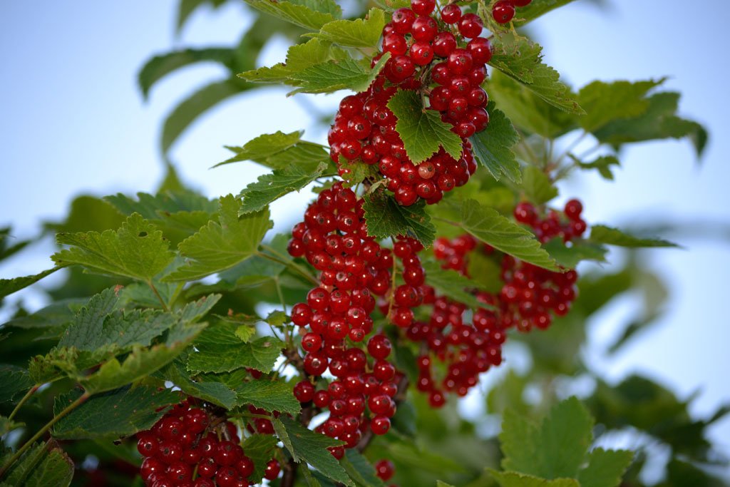 Guarana macht müde Menschen munter