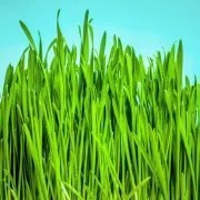 Die grünen gesunden Halme: Fakten zu Weizengras