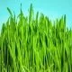 Die grünen gesunden Halme: Fakten zu Weizengras