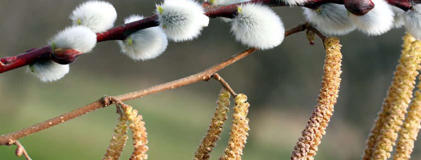 Heuschnupfen - Diese Lebensmittel helfen