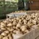 Exotisches Gemüse: Maniok, die Kartoffel der Inka