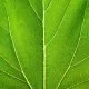 Moringa - Der Meerrettichbaum