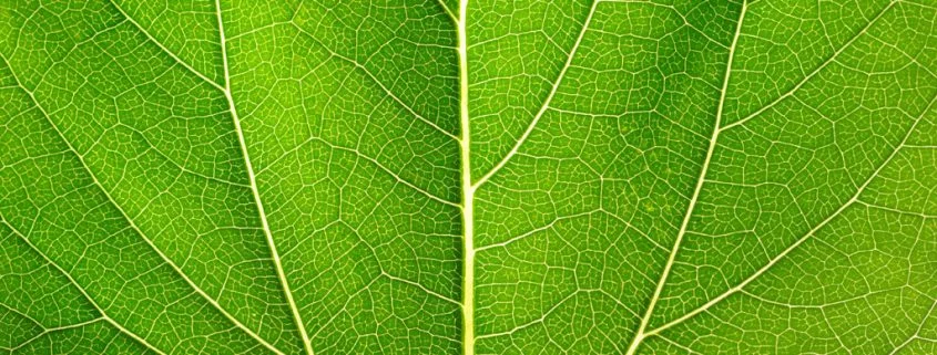 Moringa - Der Meerrettichbaum
