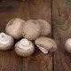 Pilze - Die Saison beginnt: Tipps für Sammler