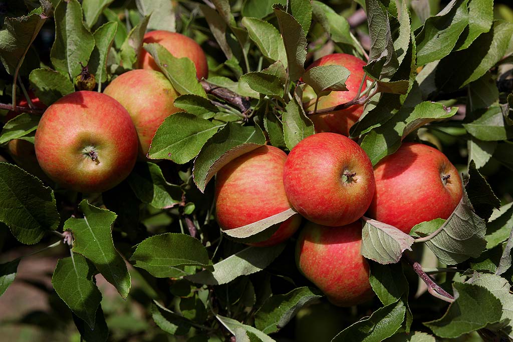 Steinzeit Diät