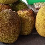 Tropenfrucht Jackfrucht erobert Vegetarierherzen