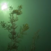 Unterwasserlandschaft – ein Modell für die Zukunft?