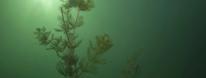 Unterwasserlandschaft – ein Modell für die Zukunft?