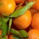 Wie gesund sind eigentlich Mandarinen?