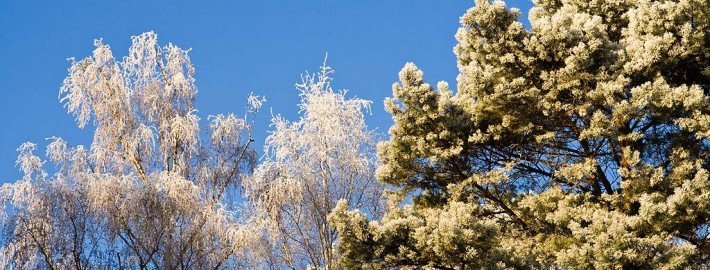 2014 – ein Albtraum für Pollen-Allergiker