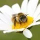 Bienenstich für gesunde Haut? Gwyneth Paltrow schockt mit neuer Therapiemethode