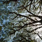 Der Blushwood-Tree soll Krebs heilen