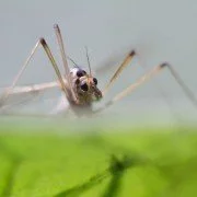 Borreliose-Bakterien in heimischen Mücken gefunden