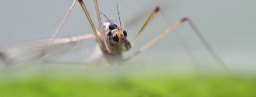 Borreliose-Bakterien in heimischen Mücken gefunden