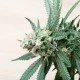 Cannabis für medizinische Zwecke anbauen