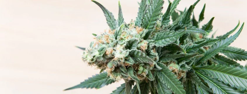 Cannabis für medizinische Zwecke anbauen