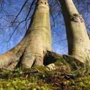 Pflanzen, die wir in der Wohnung haben sollten: Drachenbaum