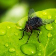 Erbgut der Tsetsefliege entschlüsselt – kann die Schlafkrankheit geheilt werden?