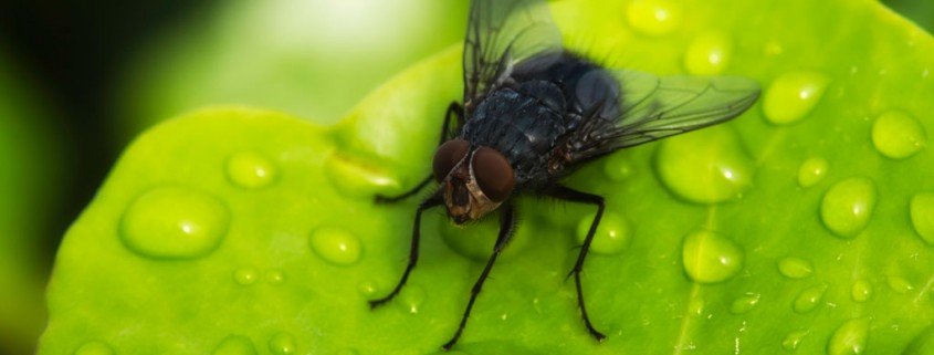 Erbgut der Tsetsefliege entschlüsselt – kann die Schlafkrankheit geheilt werden?