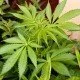 Klare Regeln für die Einsetzung von medizinischem Cannabis gefordert