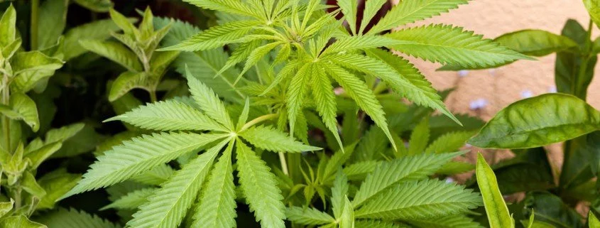 Klare Regeln für die Einsetzung von medizinischem Cannabis gefordert