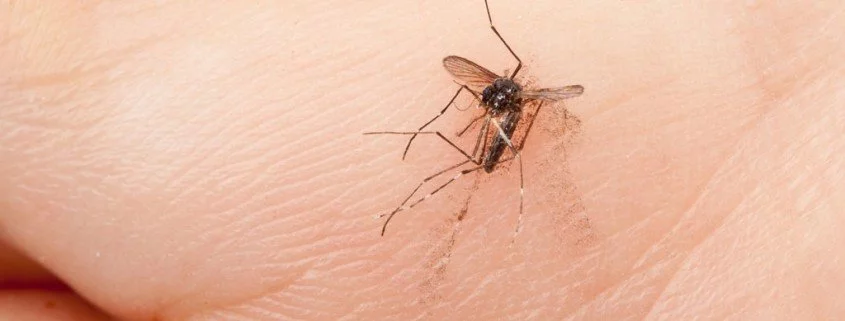 Hilft Spucke gegen Juckreiz bei Mückenstichen?
