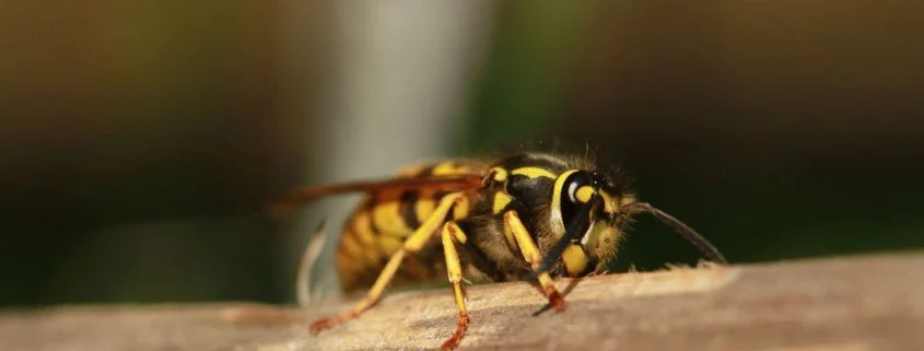 Hilft Wespengift gegen Krebs?